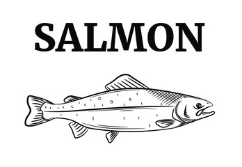 Set of the salmon, vector illustration sketch style