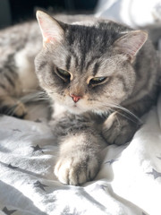 Grey cat lying on light bed. Scottish straight.
