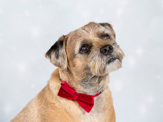 Christmas dog. Border terrier with red xmas tie and Christmas background.