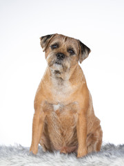Border terrier dog portrait, the dog is wearing red tie with white background. 
