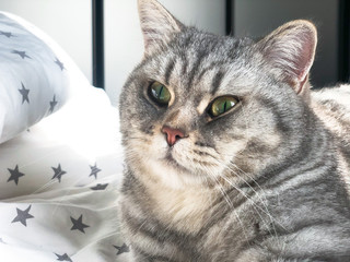 Grey cat lying on light bed. Scottish straight.