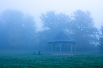arbre de foret brouillard