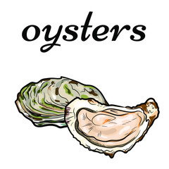 Vector hand drawn illustration of oysters isolated on white background 