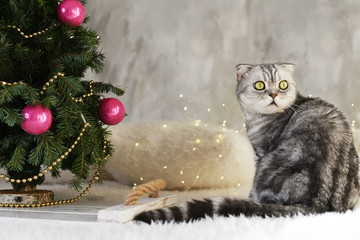 New Year's Christmas scenery. The branches of a Christmas tree with toys and sparkling lights and a pet gray gray lop-eared cat. The atmosphere of a cozy home family holiday.