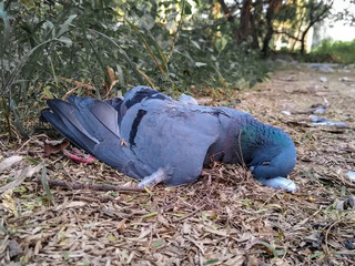 A dead pigeon lying on the ground.
