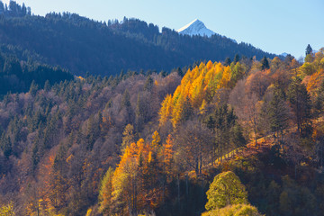 Herbstlich verfärbter Bergwald mit verschneitem Gipfel im Hintergrund