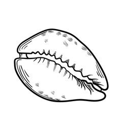 Seashell sketch style, hand drawn vector illustration isolated on white background