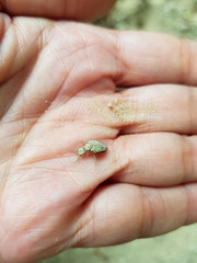 Ameisenlöwe auf einer Hand