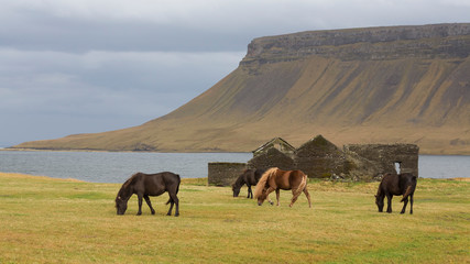 Icelandic horse in the field of scenic nature landscape of Iceland