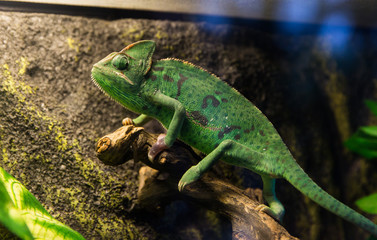 Beautiful green chameleon with gorgeous spotted scaly skin and rotating eyes on a branch looking at the camera.