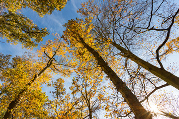looking up at yellow autumn trees