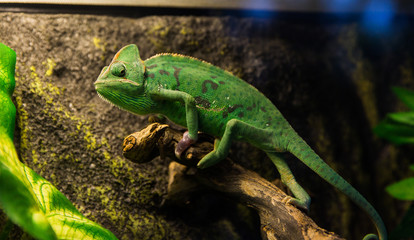 Beautiful green chameleon with gorgeous spotted scaly skin and rotating eyes on a branch looking at the camera.
