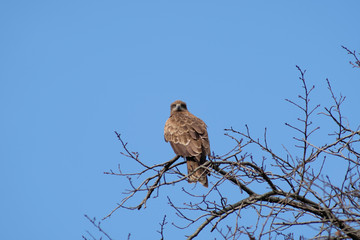 black kite