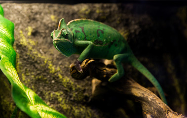 Beautiful green chameleon with gorgeous spotted scaly skin and rotating eyes on a branch looking at the camera.