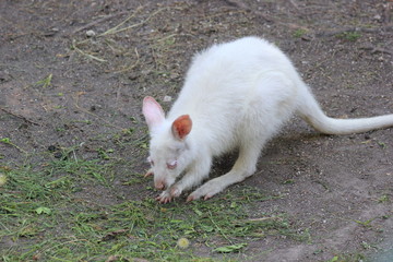 Weißes Känguru (Bennett-Känguru)