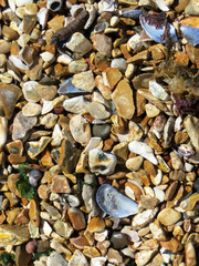 pebbles and shells on the beach by the sea