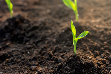 The seedlingsof corn are growing from the soil.