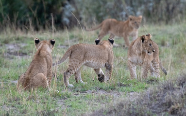 Lion and cubs