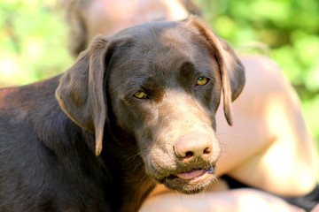 brown labrador with funny stupid face
