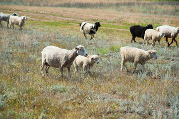 Obraz premium Flock of sheep on the meadow