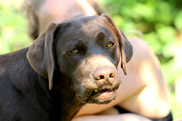 brown labrador with funny stupid face