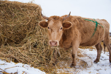 Cows on a farm in the winter