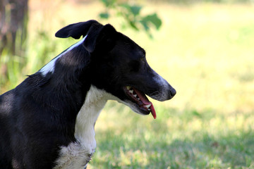 dog close up brown black and white dog