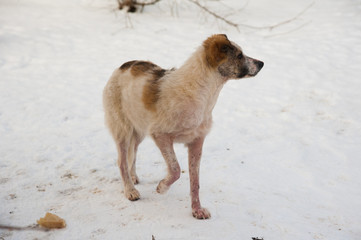Portrait of mixed breed stray dog