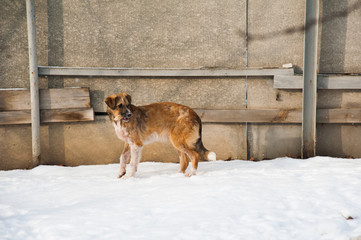 Portrait of mixed breed stray dog