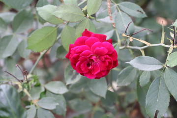 Beautiful roses in garden, roses for Valentine Day