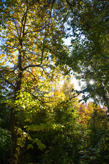Sunny autumn day in the city park