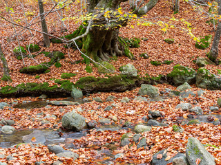 Autumn forest in the Balkan Mountains, Bulgaria. November. Fallen leaves of centuries-old trees have covered the ground.