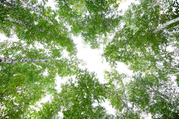 Green crown trees view from below isolated white background. Green crown of trees against the sky....