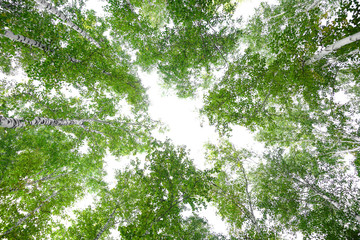 Green crown trees view from below isolated white background. Green crown of trees against the sky. View of the sky through the trees from below