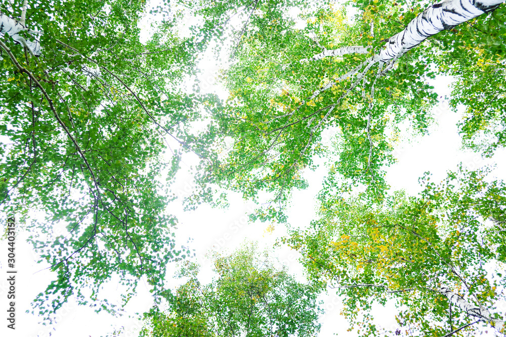 Wall mural green crown trees view from below isolated white background. green crown of trees against the sky. v