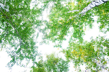 Green crown trees view from below isolated white background. Green crown of trees against the sky. View of the sky through the trees from below