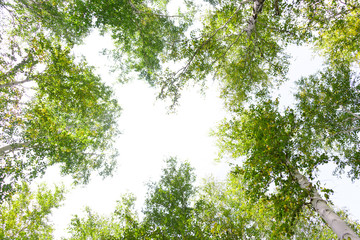 Green crown trees view from below isolated white background. Green crown of trees against the sky. View of the sky through the trees from below