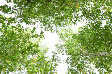 Green crown trees view from below isolated white background. Green crown of trees against the sky. View of the sky through the trees from below