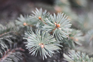 On a blurred background branches of spruce. Selective focus.