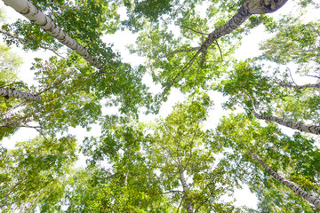 Green crown trees view from below isolated white background. Green crown of trees against the sky. View of the sky through the trees from below