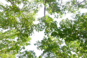 Green crown trees view from below isolated white background. Green crown of trees against the sky. View of the sky through the trees from below