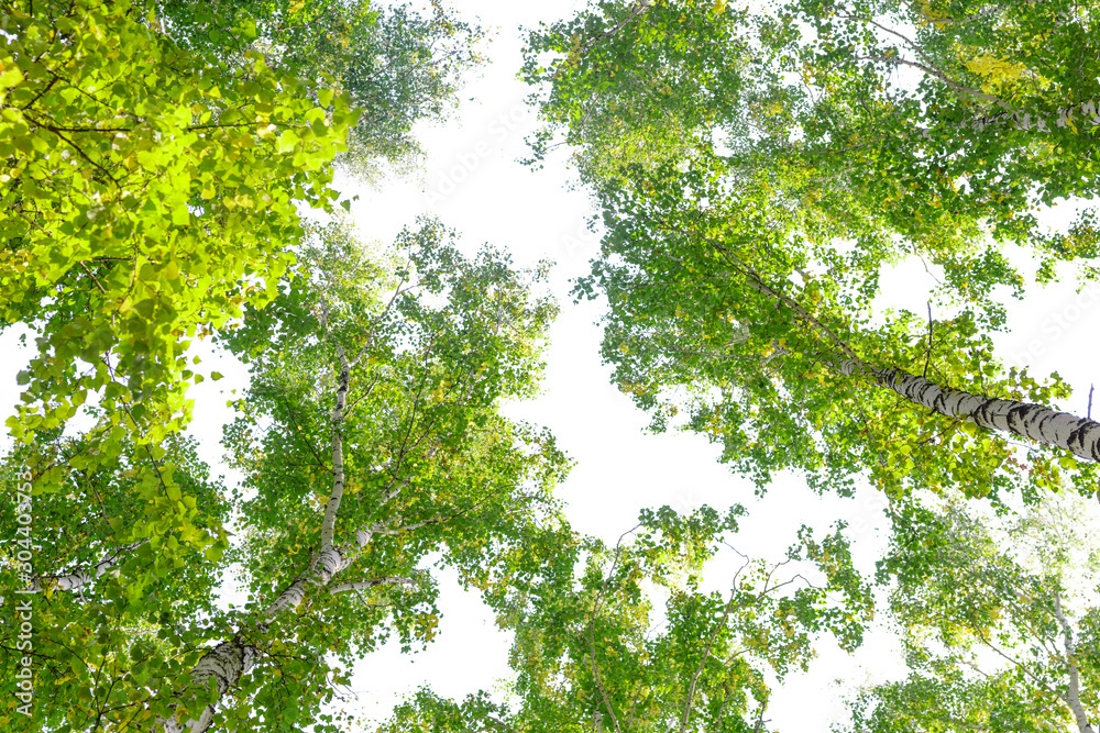Wall mural green crown trees view from below isolated white background. green crown of trees against the sky. v