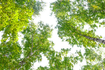 Green crown trees view from below isolated white background. Green crown of trees against the sky. View of the sky through the trees from below