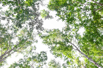 Green crown trees view from below isolated white background. Green crown of trees against the sky....