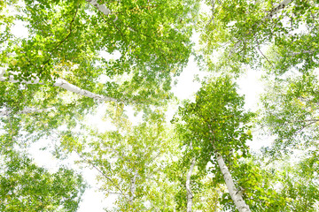 Fototapeta premium Green crown trees view from below isolated white background. Green crown of trees against the sky. View of the sky through the trees from below