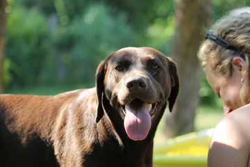 smiling brown labrador with happy face