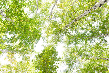 Green crown trees view from below isolated white background. Green crown of trees against the sky. View of the sky through the trees from below