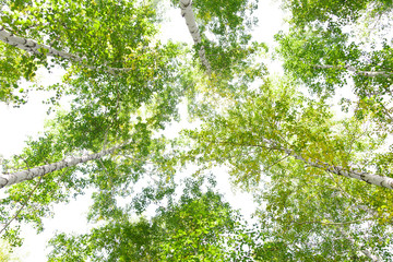 Fototapeta premium Green crown trees view from below isolated white background. Green crown of trees against the sky. View of the sky through the trees from below