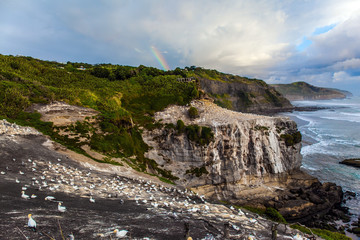 Large colony of Australian olushas