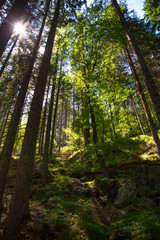 Fototapeta premium Wald_5313